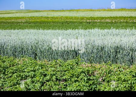 Die Felder von Kleinbauern mit Karotten, Zwiebeln, Kartoffeln, Kohl, Mais, Weizen, Rüben, Sojabohnen, Bohnen und anderes Gemüse. Der Sommer ist da Stockfoto