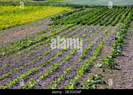 Die Felder von Kleinbauern mit Karotten, Zwiebeln, Kartoffeln, Kohl, Mais, Weizen, Rüben, Sojabohnen, Bohnen und anderes Gemüse. Der Sommer ist da Stockfoto