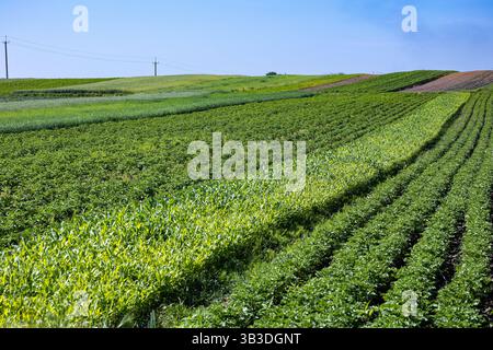 Die Felder von Kleinbauern mit Karotten, Zwiebeln, Kartoffeln, Kohl, Mais, Weizen, Rüben, Sojabohnen, Bohnen und anderes Gemüse. Der Sommer ist da Stockfoto