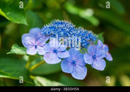 Makroaufnahme eines blühenden blauen „Gaku Ajisai“ (Lacecap Hydrangea, Hydrangea macrophylla f. normalis), der seine zarte fruchtbare und steril zeigt Stockfoto
