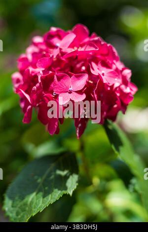 Nahaufnahme einer leuchtend roten MOPHEAD-Hortensie (Ajisai, Hydrangea macrophylla, auch bekannt als Hydrangea), die ihren großen, dichten Blütenkopf zeigt. Stockfoto