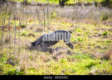 Blue heeler Hund Stockfoto