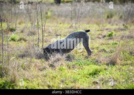 Blue heeler Hund Stockfoto