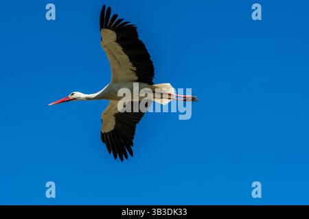 Sky Soar: Storch im Flug um Mittag Stockfoto
