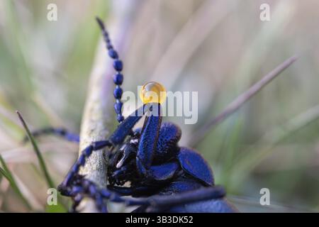 Schwarzölkäfer (Meloe proscarabaeus), giftiges Abwehrsekret am Kniegelenk, Niedersachsen, Deutschland, Europa Stockfoto