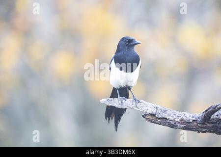 Magpie (Pica pica) Deutschland Stockfoto