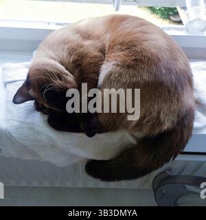Eine siamesische Katze, die sich zusammengerollt hat und friedlich auf einem weißen Handtuch an einem hellen Fenster bei weichem Tageslicht schläft. Premium-Bild einer schönen Siamkatze. Stockfoto
