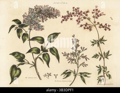 Flieder, Syringa vulgaris, persischer Jasmin, Age oder persischer Flieder, Syringa x persica (Hybrid aus Syringa x laciniata und Syringa afghanica). Handkolorierter Kupferstich von D. W. Campbell aus Thomas Green's The Universal Herbal oder Botanical, Medical and Agricultural Dictionary, Caxton, London, 1824. Stockfoto