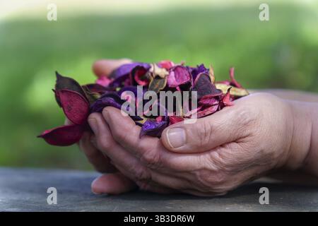 Hände halten bunte getrocknete Blüten und Blütenblätter, wodurch ein natürliches und aromatisches Potpourri entsteht Stockfoto