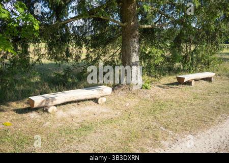Zwei Holzbänke stehen auf einem grasbewachsenen Feld neben einem Baum. Die Szene ist friedlich und ruhig, mit den Bänken, die einen Platz zum Sitzen bieten Stockfoto