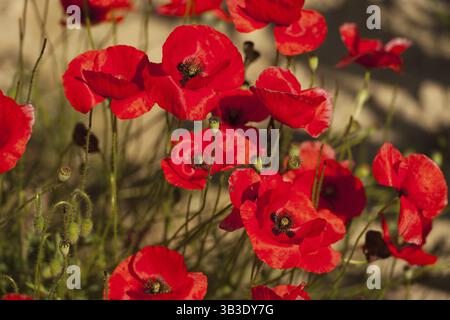 Roter Mohn Blumen in der Landwirtschaft Felder Stockfoto