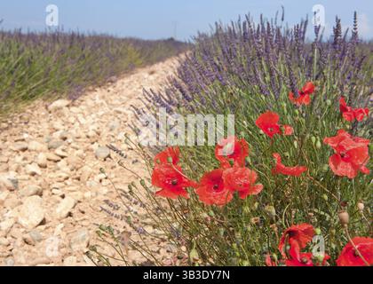 Landschaft mit Lavendelfeldern in Frankreich Stockfoto