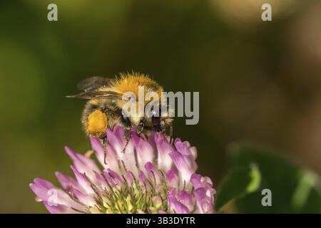 Feldhummel auf einer Blume Stockfoto