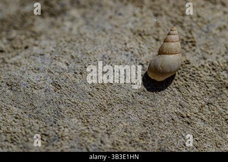 Eine kleine Schnecke auf einem groben Stein in Nahaufnahme im Sonnenlicht, Donauufer, Bogen, Niederbayern Stockfoto