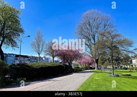 Die Szene zeigt im Frühling einen lebhaften Park mit blühenden Bäumen und üppigem grünem Gras unter einem klaren blauen Himmel. Der Weg lädt Besucher zu e ein Stockfoto