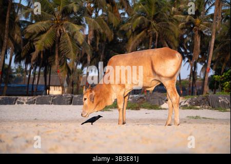 Heilige Kuh am Colva-Strand in Goa, Südindien, Palmen an der tropischen Westküste, entspannendes Tier, Arabisches Meer in Asien Stockfoto