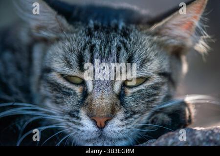 Eine friedliche und herzerwärmende Nahaufnahme einer verschlafenen Katze, die unter einem weichen Schatten liegt und einen ruhigen Moment der Ruhe genießt. Stockfoto