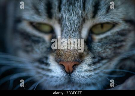 Eine friedliche und herzerwärmende Nahaufnahme einer verschlafenen Katze, die unter einem weichen Schatten liegt und einen ruhigen Moment der Ruhe genießt. Stockfoto