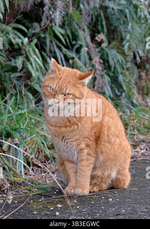 Mürrisch aussehende Ingwerkatze, die an einer Wand sitzt Stockfoto