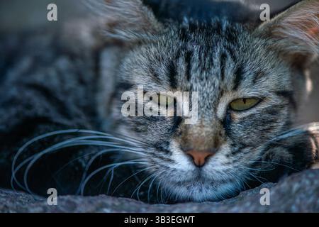Eine friedliche und herzerwärmende Nahaufnahme einer verschlafenen Katze, die unter einem weichen Schatten liegt und einen ruhigen Moment der Ruhe genießt. Stockfoto