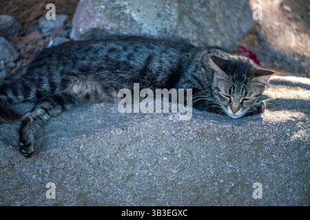 Eine friedliche und herzerwärmende Nahaufnahme einer verschlafenen Katze, die unter einem weichen Schatten liegt und einen ruhigen Moment der Ruhe genießt. Stockfoto