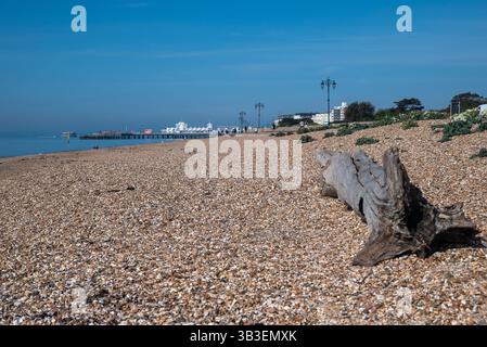 Großer Klumpen Treibholz oder Baumstamm am Southsea Beach in der Nähe des South Parade Pier. April 2025. Stockfoto