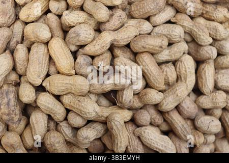 Dicht besiedelte Gruppe von Roherdnüssen. Zeigt eine reichhaltige Textur von Schalen und Variationen in Braun und Braun an. Nahaufnahme erfasst Details. Stockfoto