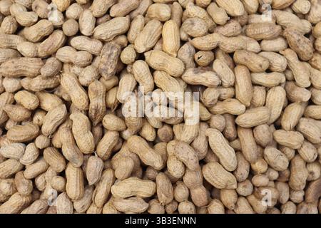 Rohe Erdnüsse in braunen Schalen werden gruppiert und bilden eine Musterfüllung ganzer Erdnüsse. Detaillierte Nahaufnahme zeigt Schalenstrukturen. Stockfoto