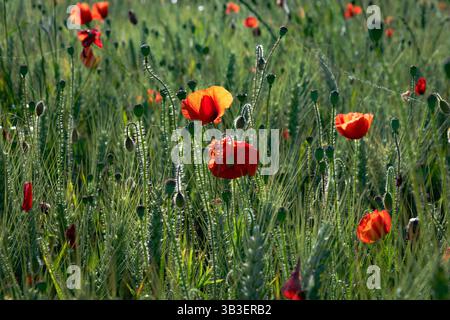 Wilde Mohnblumen zwischen Weizen; Mohnblumen, die sich an einem luftigen Sommertag auf dem Land zwischen grünen Weizenstämmen bewegen. Stockfoto