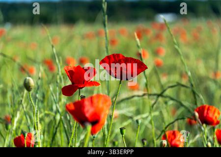 Wilde Mohnblumen zwischen Weizen; Mohnblumen, die sich an einem luftigen Sommertag auf dem Land zwischen grünen Weizenstämmen bewegen. Stockfoto