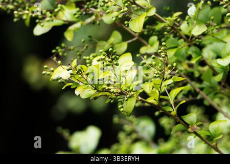 Wilde, gemeine oder europäische Früchte (Ligustrum vulgare) und Beeren, isoliert auf einem natürlichen grünen Hintergrund Stockfoto