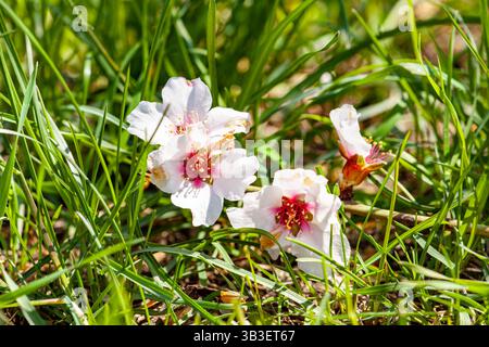 Bild auf einem Hintergrund von sehr schönem grünem Gras und mit Tropfen Tau darauf, auf diesem Hintergrund ist die Blume eines Mandelbaums, Makrobild Stockfoto