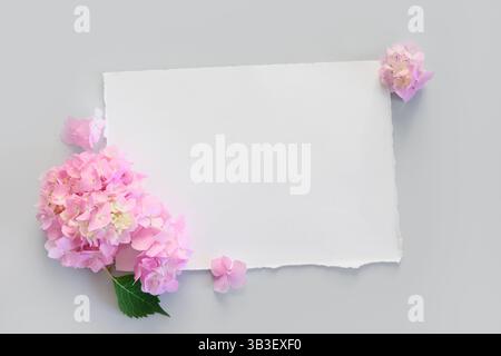 Weißes Papier, umgeben von sanften rosa Hortensie-Blüten auf grauem Hintergrund. Grußkarte für Nachrichten, Einladung, mit zartem Blumenrahmen Stockfoto