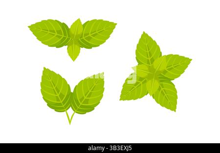 Frische Minzblätter mit leuchtender grüner Farbe auf weißem Hintergrund Stock Vektor