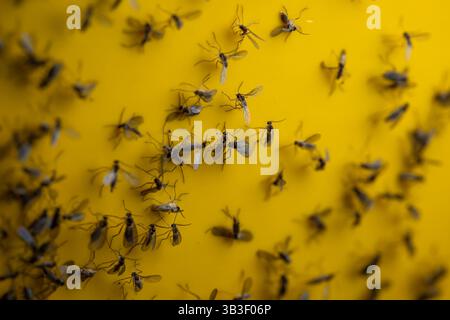 Eingeklemmte Pilzmücken auf klebrigem gelbem Trap-Papier. Nahaufnahme, Makroaufnahme, keine Leute. Stockfoto