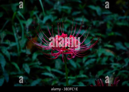 Red Spider Lily Nahaufnahme Stockfoto