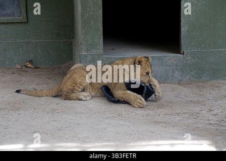 17. Januar 2018 - Slymar, CA, USA - LOS ANGELES - 17. JAN: Löwenjungen nach dem Creek Fire in der Wildlife Waystation am 17. Januar 2018 in Slymar, KALIFORNIEN (Credit Image: © Kathy Hutchins Via ZUMA Wire) Stockfoto
