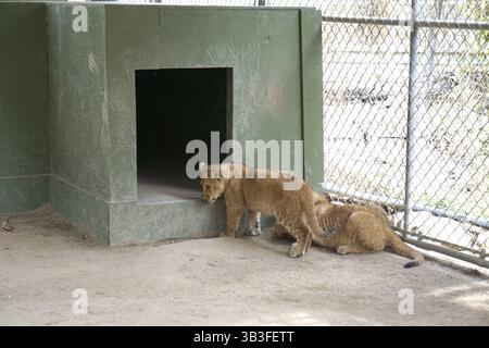17. Januar 2018 - Slymar, CA, USA - LOS ANGELES - 17. JAN: Löwenjungen nach dem Creek Fire in der Wildlife Waystation am 17. Januar 2018 in Slymar, KALIFORNIEN (Credit Image: © Kathy Hutchins Via ZUMA Wire) Stockfoto