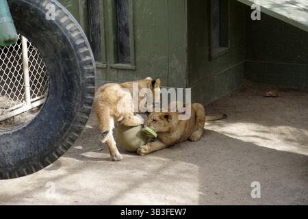 17. Januar 2018 - Slymar, CA, USA - LOS ANGELES - 17. JAN: Löwenjungen nach dem Creek Fire in der Wildlife Waystation am 17. Januar 2018 in Slymar, KALIFORNIEN (Credit Image: © Kathy Hutchins Via ZUMA Wire) Stockfoto