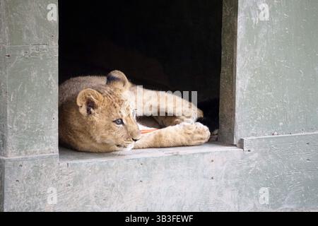 17. Januar 2018 - Slymar, CA, USA - LOS ANGELES - 17. JAN: Löwenjungen nach dem Creek Fire in der Wildlife Waystation am 17. Januar 2018 in Slymar, KALIFORNIEN (Credit Image: © Kathy Hutchins Via ZUMA Wire) Stockfoto