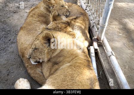 17. Januar 2018 - Slymar, CA, USA - LOS ANGELES - 17. JAN: Löwenjungen nach dem Creek Fire in der Wildlife Waystation am 17. Januar 2018 in Slymar, KALIFORNIEN (Credit Image: © Kathy Hutchins Via ZUMA Wire) Stockfoto