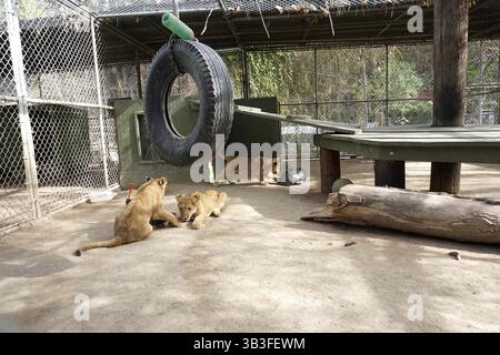 17. Januar 2018 - Slymar, CA, USA - LOS ANGELES - 17. JAN: Löwenjungen nach dem Creek Fire in der Wildlife Waystation am 17. Januar 2018 in Slymar, KALIFORNIEN (Credit Image: © Kathy Hutchins Via ZUMA Wire) Stockfoto