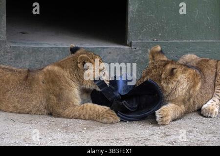 17. Januar 2018 - Slymar, CA, USA - LOS ANGELES - 17. JAN: Löwenjungen nach dem Creek Fire in der Wildlife Waystation am 17. Januar 2018 in Slymar, KALIFORNIEN (Credit Image: © Kathy Hutchins Via ZUMA Wire) Stockfoto