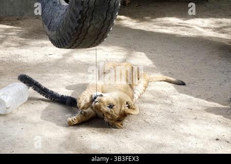 17. Januar 2018 - Slymar, CA, USA - LOS ANGELES - 17. JAN: Löwenjungen nach dem Creek Fire in der Wildlife Waystation am 17. Januar 2018 in Slymar, KALIFORNIEN (Credit Image: © Kathy Hutchins Via ZUMA Wire) Stockfoto