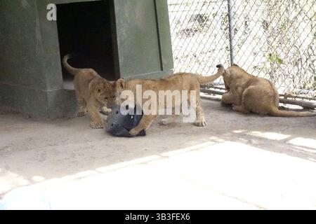 17. Januar 2018 - Slymar, CA, USA - LOS ANGELES - 17. JAN: Löwenjungen nach dem Creek Fire in der Wildlife Waystation am 17. Januar 2018 in Slymar, KALIFORNIEN (Credit Image: © Kathy Hutchins Via ZUMA Wire) Stockfoto