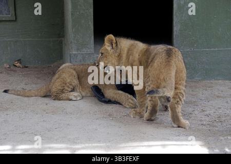 17. Januar 2018 - Slymar, CA, USA - LOS ANGELES - 17. JAN: Löwenjungen nach dem Creek Fire in der Wildlife Waystation am 17. Januar 2018 in Slymar, KALIFORNIEN (Credit Image: © Kathy Hutchins Via ZUMA Wire) Stockfoto