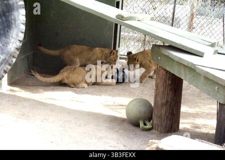17. Januar 2018 - Slymar, CA, USA - LOS ANGELES - 17. JAN: Löwenjungen nach dem Creek Fire in der Wildlife Waystation am 17. Januar 2018 in Slymar, KALIFORNIEN (Credit Image: © Kathy Hutchins Via ZUMA Wire) Stockfoto