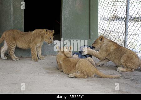 17. Januar 2018 - Slymar, CA, USA - LOS ANGELES - 17. JAN: Löwenjungen nach dem Creek Fire in der Wildlife Waystation am 17. Januar 2018 in Slymar, KALIFORNIEN (Credit Image: © Kathy Hutchins Via ZUMA Wire) Stockfoto