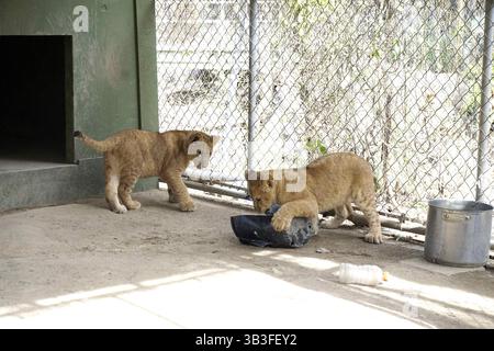 17. Januar 2018 - Slymar, CA, USA - LOS ANGELES - 17. JAN: Löwenjungen nach dem Creek Fire in der Wildlife Waystation am 17. Januar 2018 in Slymar, KALIFORNIEN (Credit Image: © Kathy Hutchins Via ZUMA Wire) Stockfoto
