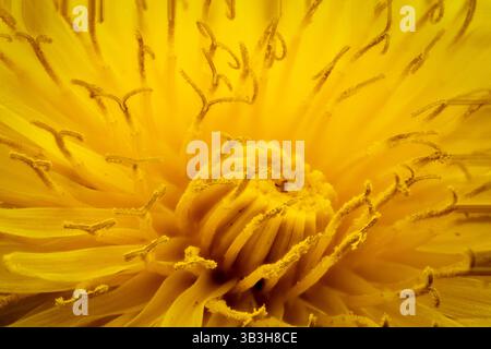 In einem schönen gelben Löwenzahn Stockfoto